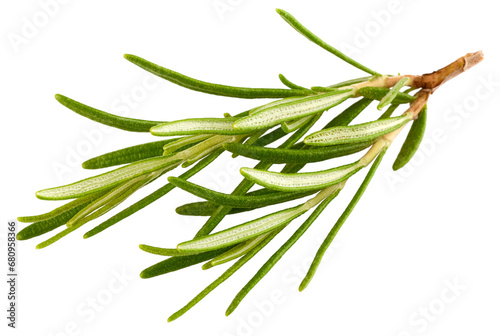 Fresh Rosemary Herb bunch. Gardening farming fragrant herb rosemary spice, isolated. PNG.