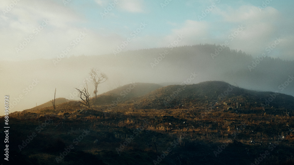 misty morning in the forest and mountains misty morning in the forest and mountains