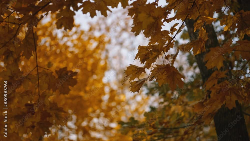 Super slow motion of falling autumn maple leaves against clear blue sky. Filmed on high speed cinema camera. autumn nature beauty. Super slow motion of falling autumn maple leaves against clear blue sky. Filmed on high speed cinema camera. autumn nature beauty.
