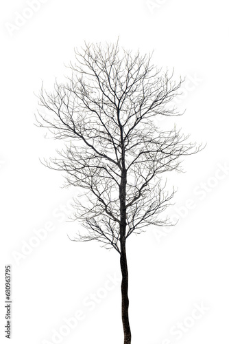 Tree with dried twigs