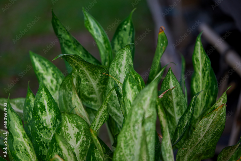 Obraz premium Close-up of dieffenbachia Exotica leaf on plant