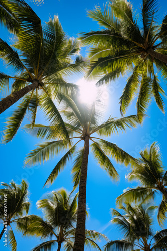 View of palm tree from below with the sun shining through the leaves. © VISUAL BACKGROUND