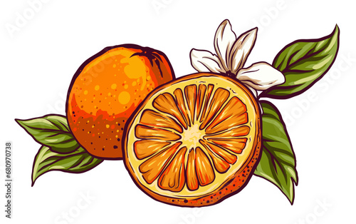 fruits, flowers and leaves of the orange tree, botanical illustration drawn sketches on a transparent background