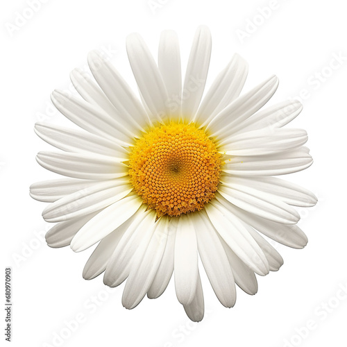 Daisy isolated on transparent or white background  png
