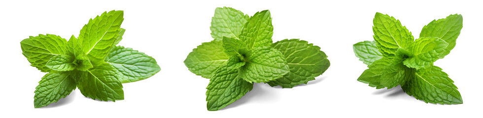 Collection set of mint leaves., fresh mint isolated on transparent or white background, png