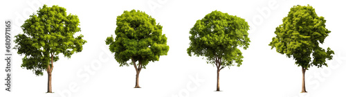 Collection set of trees isolated on transparent or white background, png