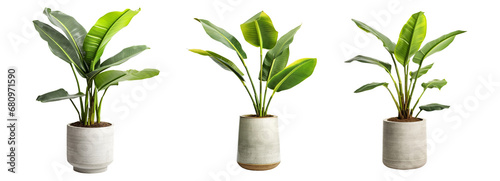 Collection set of decorative banana plants isolated on transparent or white background, png