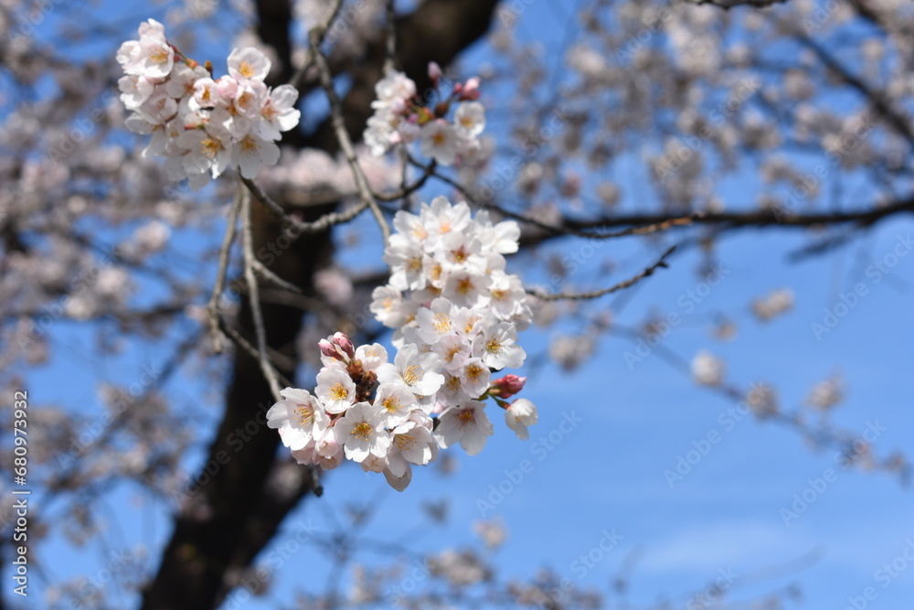cherry tree blossom