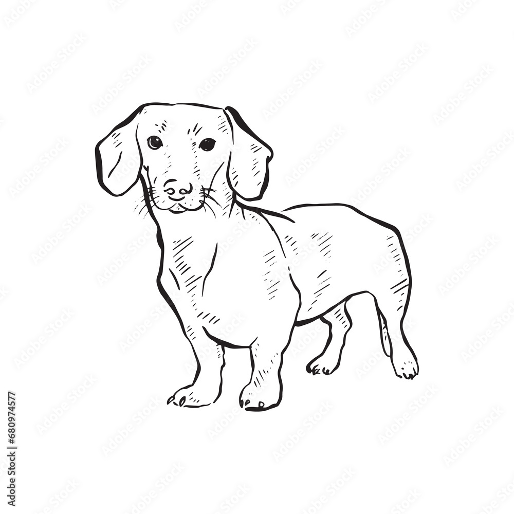 A line drawn Dachshund dog posing. Drawn by hand in a line drawn sketchy style with shading. Drawn on procreate using an Apple Pencil. 