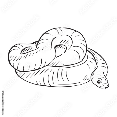 A line drawing of the Mexican black kingsnake, famous in South America.