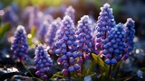 Close-up of blue Muscari also known as grape hyacint