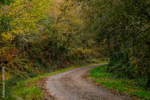 CURVE OF A RURAL ROAD IN AN AUTUMN DECIDUOUS FOREST, FALL NATURE CONCEPT