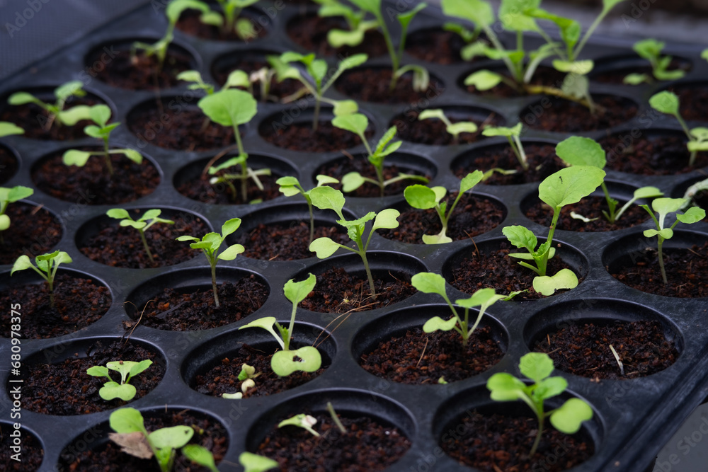 Baby fresh green vegetable growing ,organic salad, vegetable in the black plastic tray , growning vegetable out door. Baby fresh green vegetable growing ,organic salad, vegetable in the black plastic tray , growning vegetable out door.