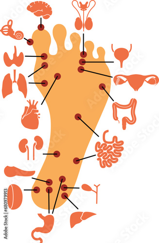 Human anatomy. Vector illustration of human foot and internal organs. Sujok therapy and acupuncture