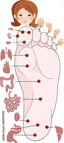 Human anatomy. Vector illustration of human foot and internal organs. Sujok therapy and acupuncture