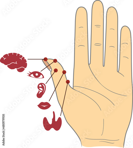 Human anatomy. Vector illustration of human hand and internal organs. Sujok therapy and acupuncture