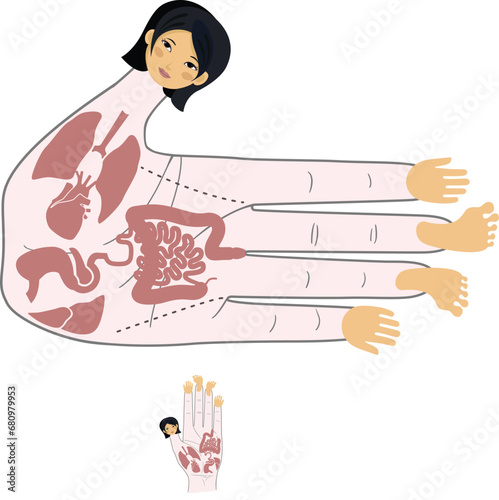 Human anatomy. Vector illustration of human hand and internal organs. Sujok therapy and acupuncture