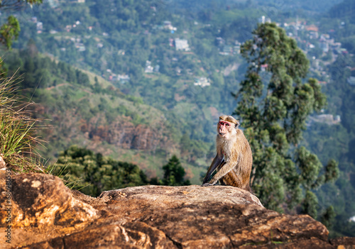 Monkeys from Nature wildlife Sri Lanka, Ella © Gita