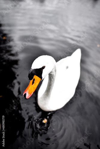 white swan swimming in the water