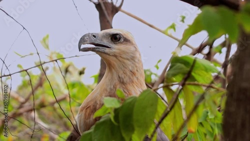 The bondol eagle is a type of eagle whose distribution is considered widespread in Indonesia, often found in tropical climates. Scientific name Hallastur Indus, family tribe of Accipitridae, photo