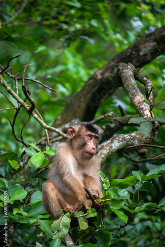 Southern pigtailed macaque sitting on a tree branch, Aceh, Indonesia photo