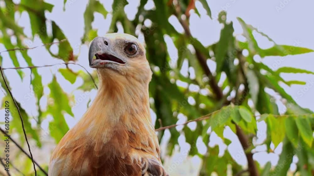 Bondol Eagle Scientific Name Hallastur Indus Tribe Species Family Accipitridae Bondol Eagle Scientific Name Hallastur Indus Tribe Species Family Accipitridae