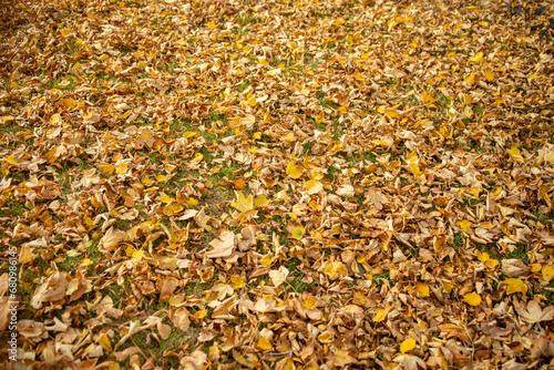 Many dried leaves bed ground, autumnal empty backdrop