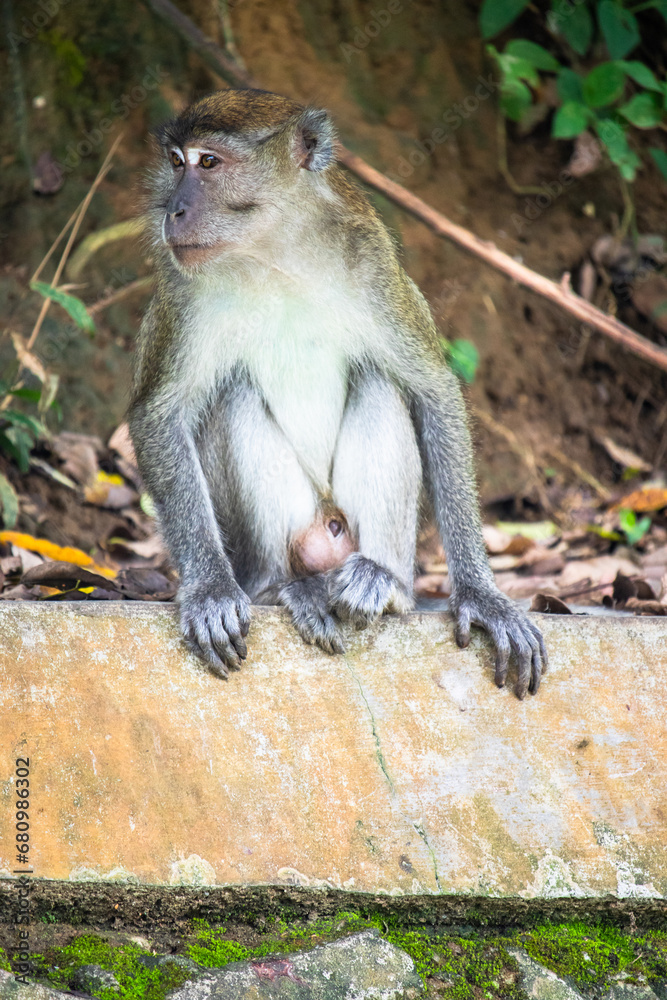 Long-tailed macaque sitting on the ground Long-tailed macaque sitting on the ground