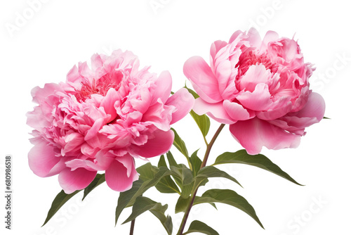 Peony Flower Isolation on a transparent background