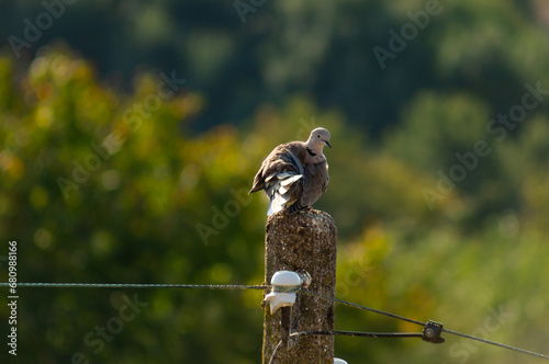 A gray pigeon perched on an electric pole