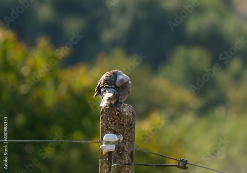 A gray pigeon perched on an electric pole