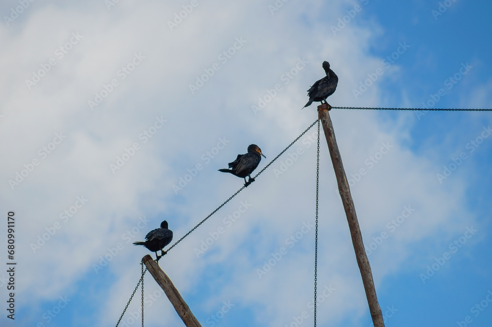 Three cormorants perched on a rope Three cormorants perched on a rope