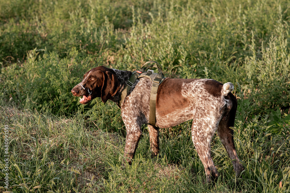 Hungarian hound pointer vizsla dog in autumn time in the field