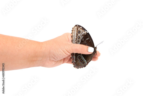 Natural butterfly on isolated white background.