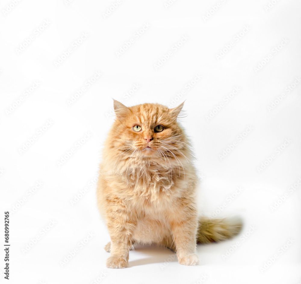 huge fat red shaggy cat on a white background