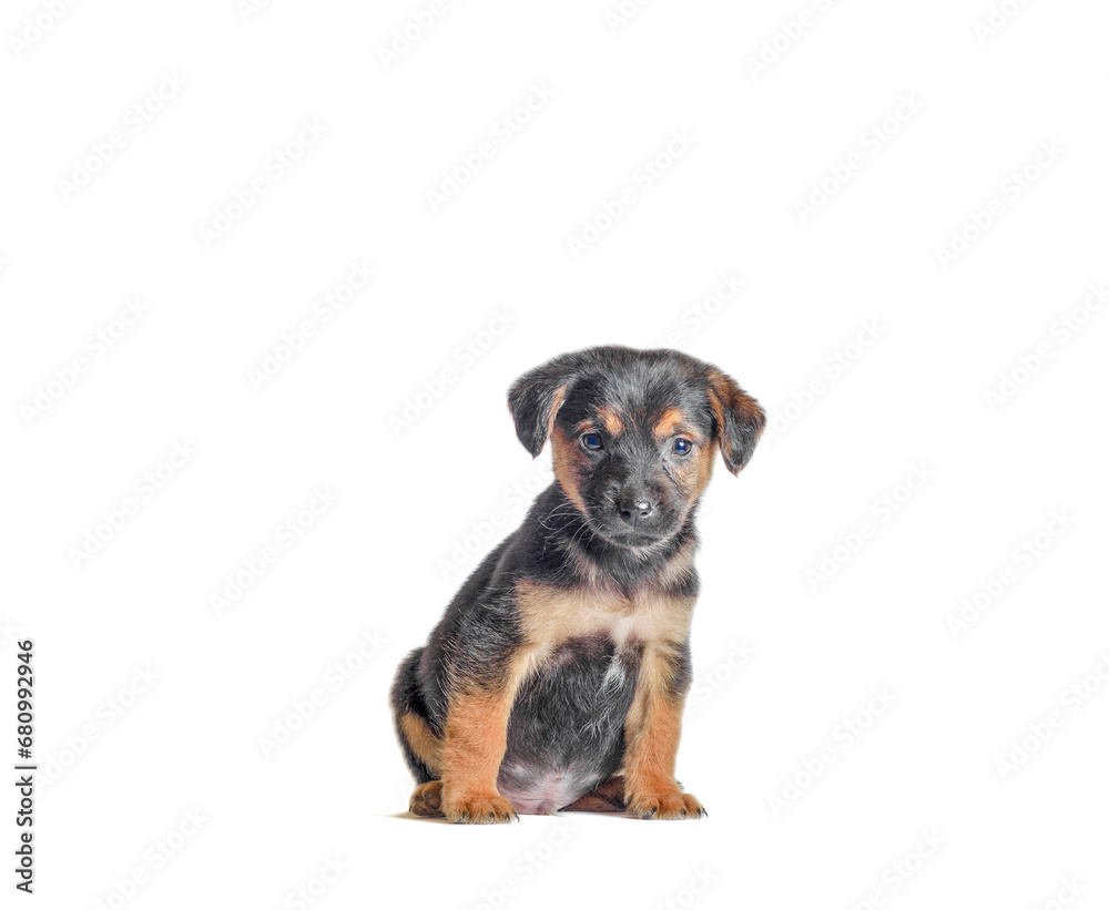 mongrel black with red puppy sitting on a white background