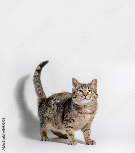 tabby cat looking up on a white background © Sofiia