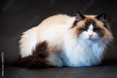 Beautiful young healthy Ragdoll cat on a black background.