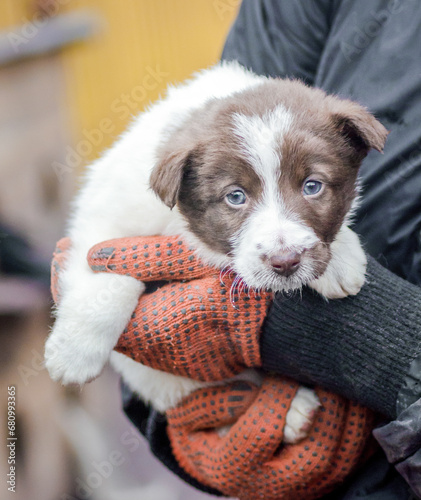 little puppy in human hands photo