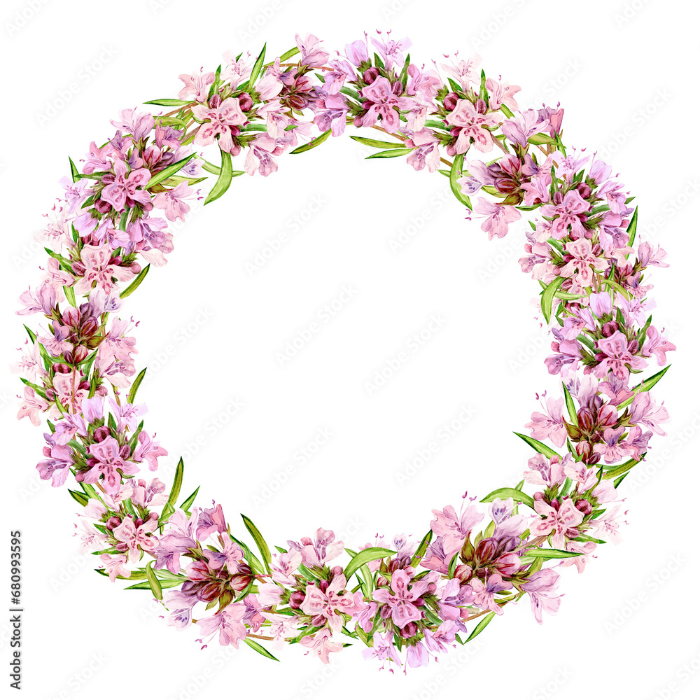 Watercolor drawing of broadleaf thyme isolated on white background. Blooming flowers are collected in a round frame. Fragrant kitchen herbs for herbal tea. Mediterranean cuisine ingredients