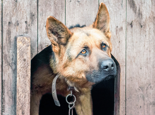german shepherd on a chain in a wooden doghouse