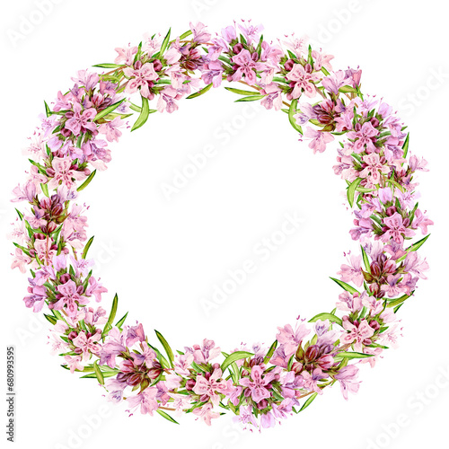 Watercolor drawing of broadleaf thyme isolated on white background. Blooming flowers are collected in a round frame. Fragrant kitchen herbs for herbal tea. Mediterranean cuisine ingredients