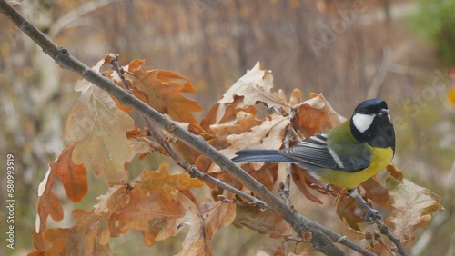  Tit on an oak branch in the autumn forest.