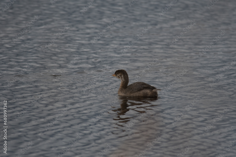 Pied-billed Grebe in the wetlands of Montezuma National Wildlife Refuge Pied-billed Grebe in the wetlands of Montezuma National Wildlife Refuge