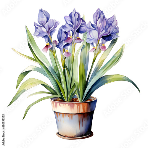 Irises, Flowers, watercolor illustrations