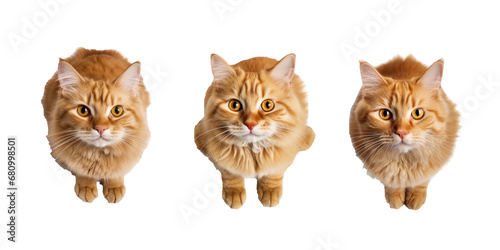 top view cat isolated on white background