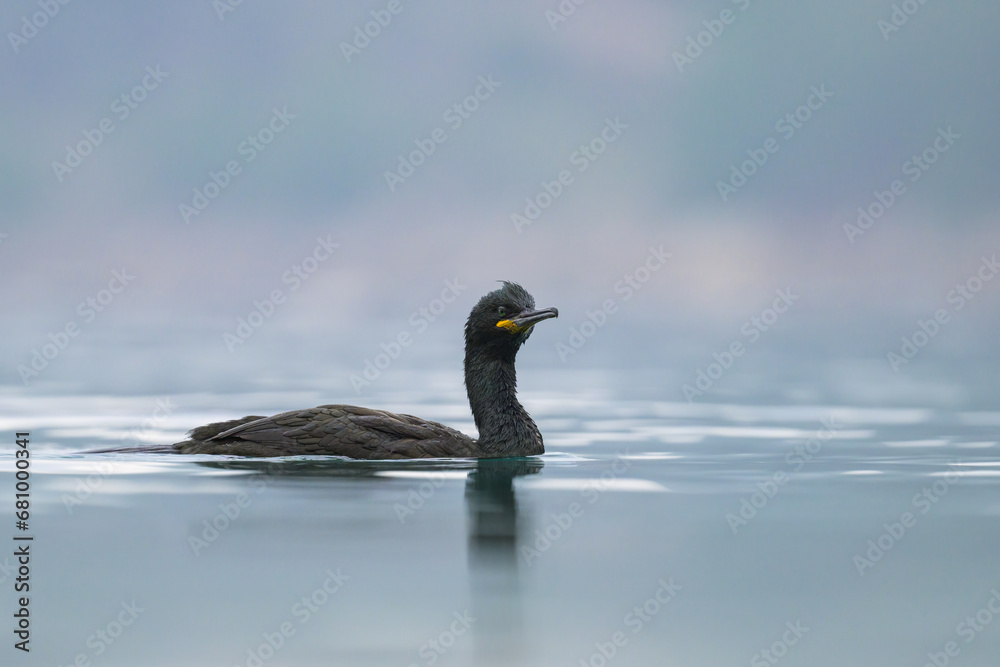 Fototapeta premium An adult shag swimming in the sea