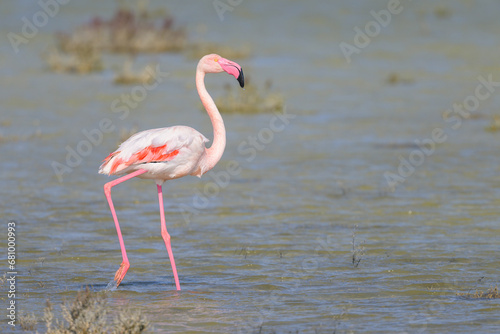 A Greater Flamingo walking in the water looking for food