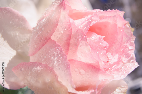 Flower Pink, delicate rose. close-up. 