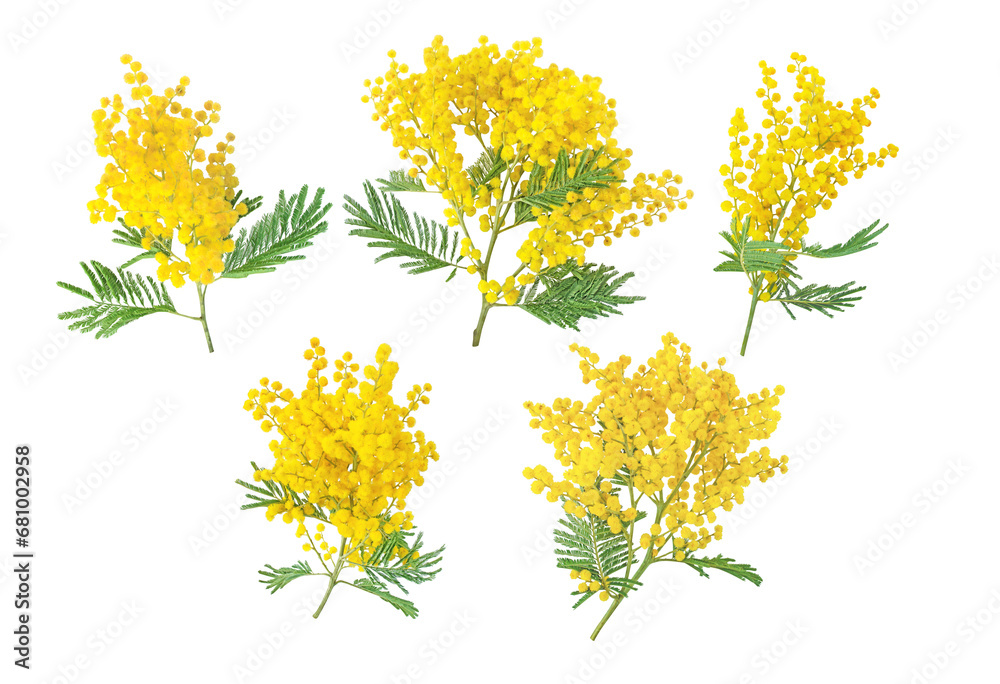 Mimosa spring flowers set isolated transparent png. Silver wattle tree branch. Acacia dealbata yellow fluffy balls and leaves.